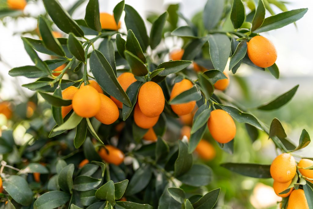 un kumquat dans le jardin des saveurs à Nice